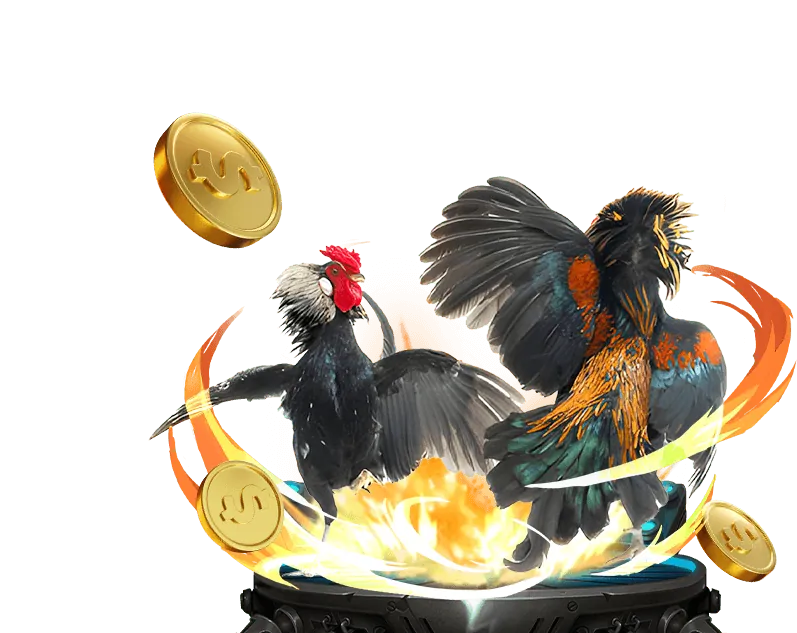 Trải nghiệm đá gà trực tiếp chất lượng cao